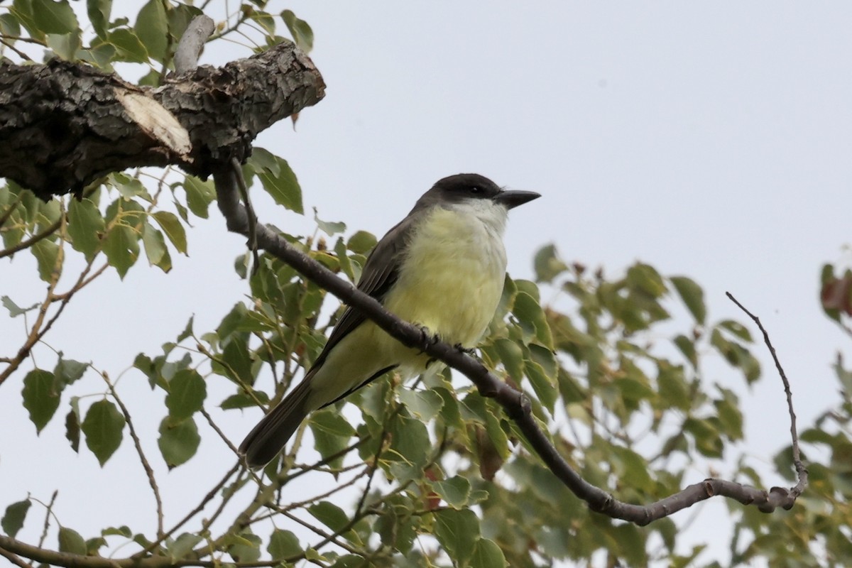Thick-billed Kingbird - ML644252164