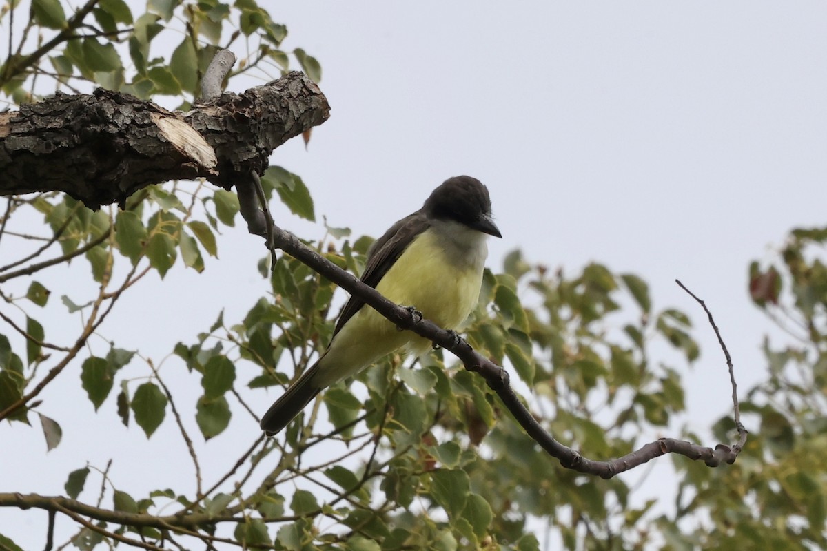 Thick-billed Kingbird - ML644252165