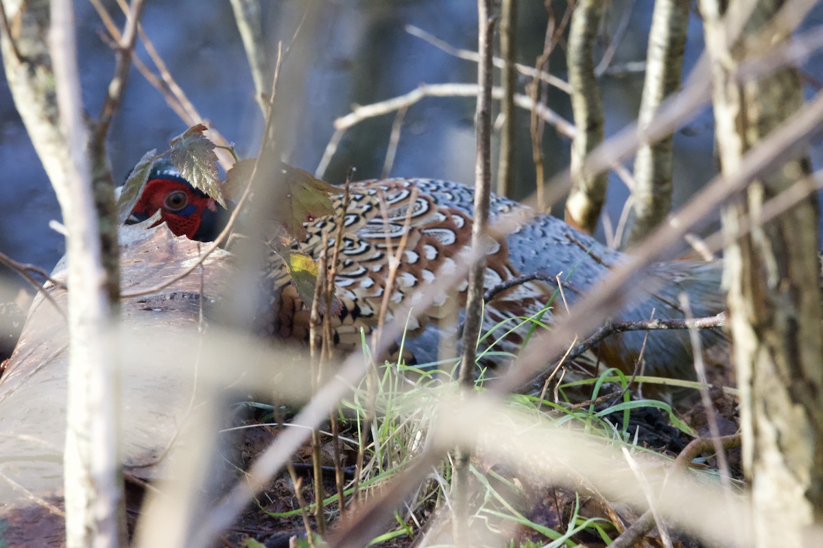 環頸雉 - ML644252170