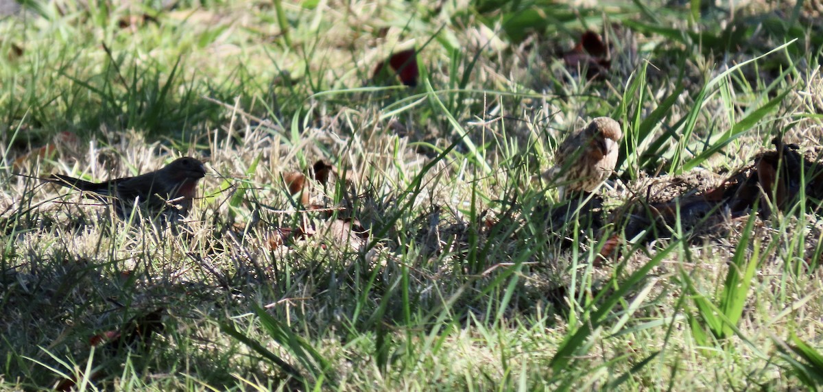 House Finch - ML644252172