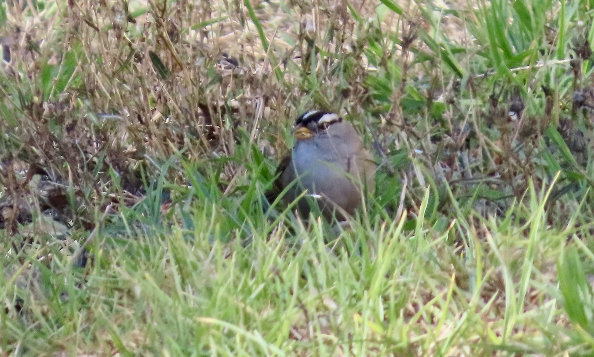 strnadec bělopásý - ML644252178