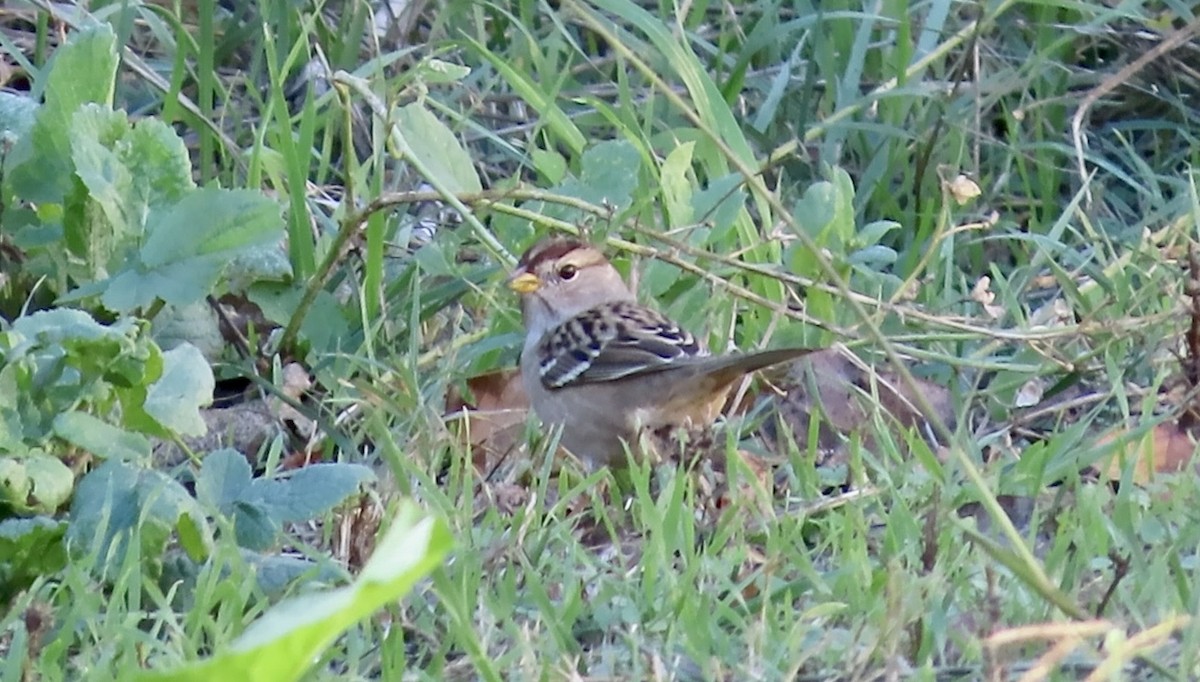 strnadec bělopásý - ML644252185