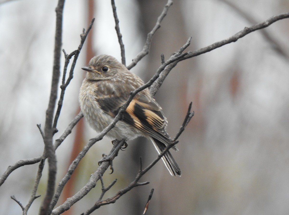 flammeflueskvett - ML644252204