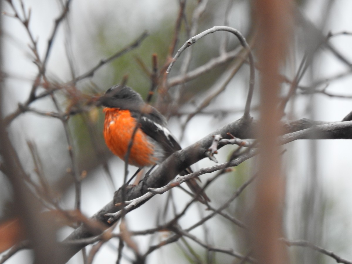 flammeflueskvett - ML644252205