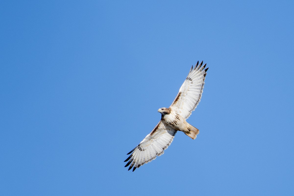 Red-tailed Hawk - ML644252206