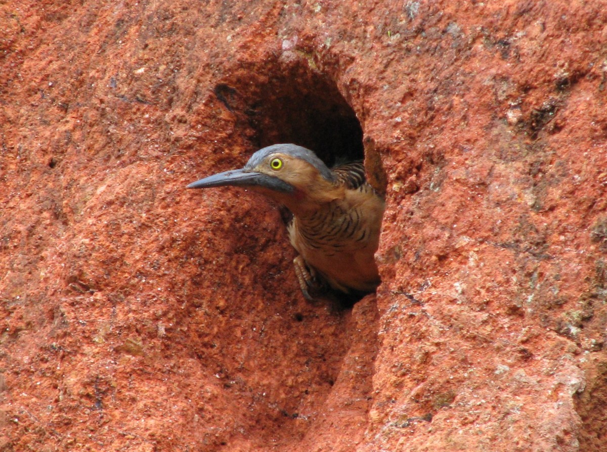 Andean Flicker - ML644252211