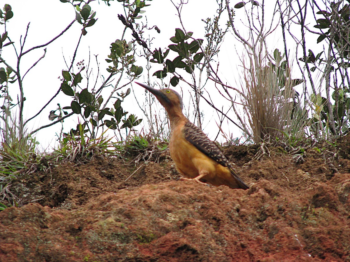 Andean Flicker - ML644252212