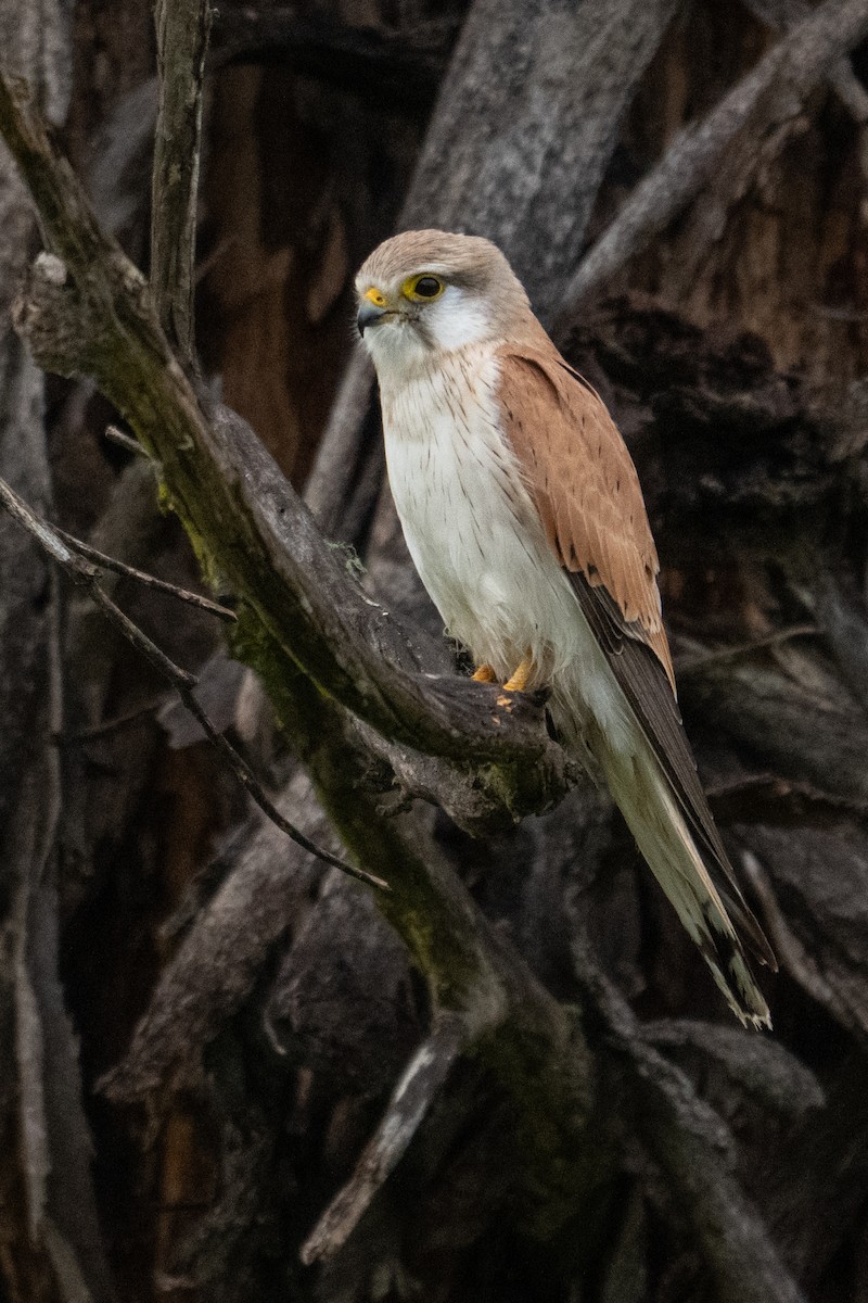 Nankeen Kestrel - ML644252216