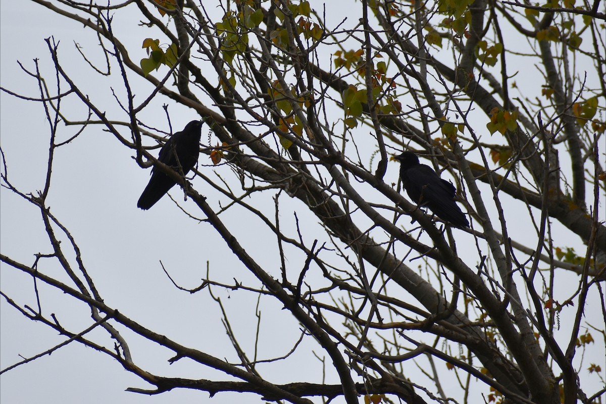 Южноавстралийский ворон - ML644252217