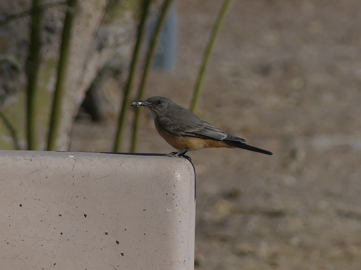 Mosquero Llanero - ML644252225