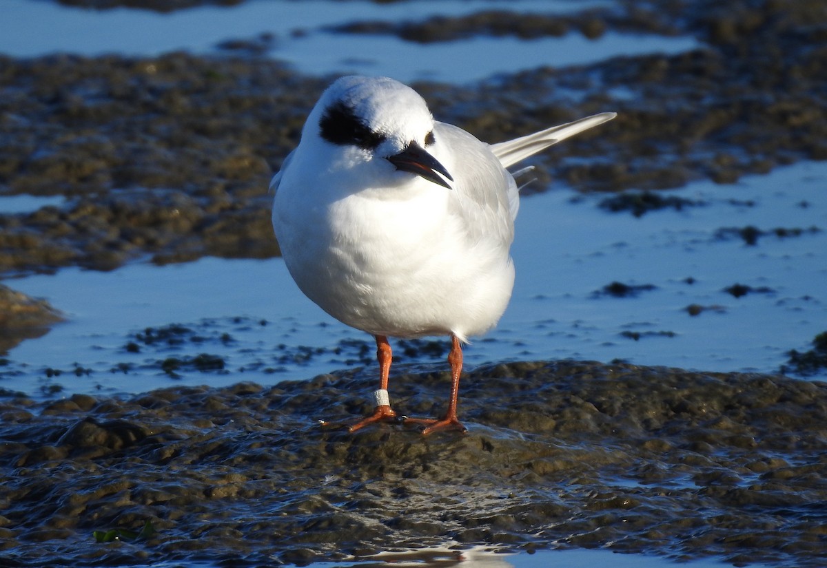 メリケンアジサシ - ML644252242