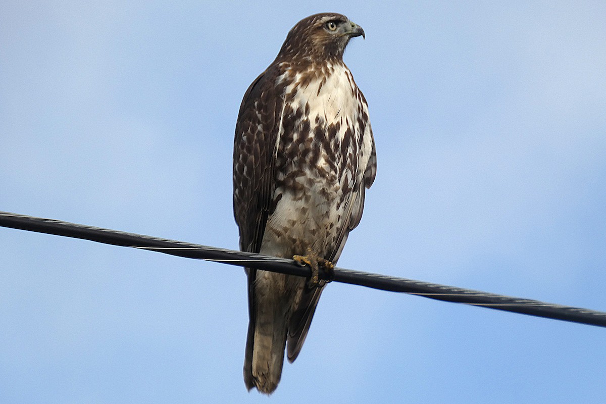 Red-tailed Hawk - ML644252243