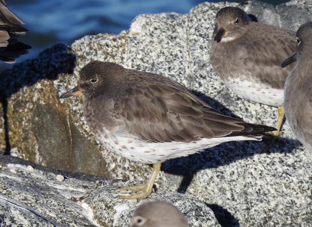 Surfbird - ML644252252