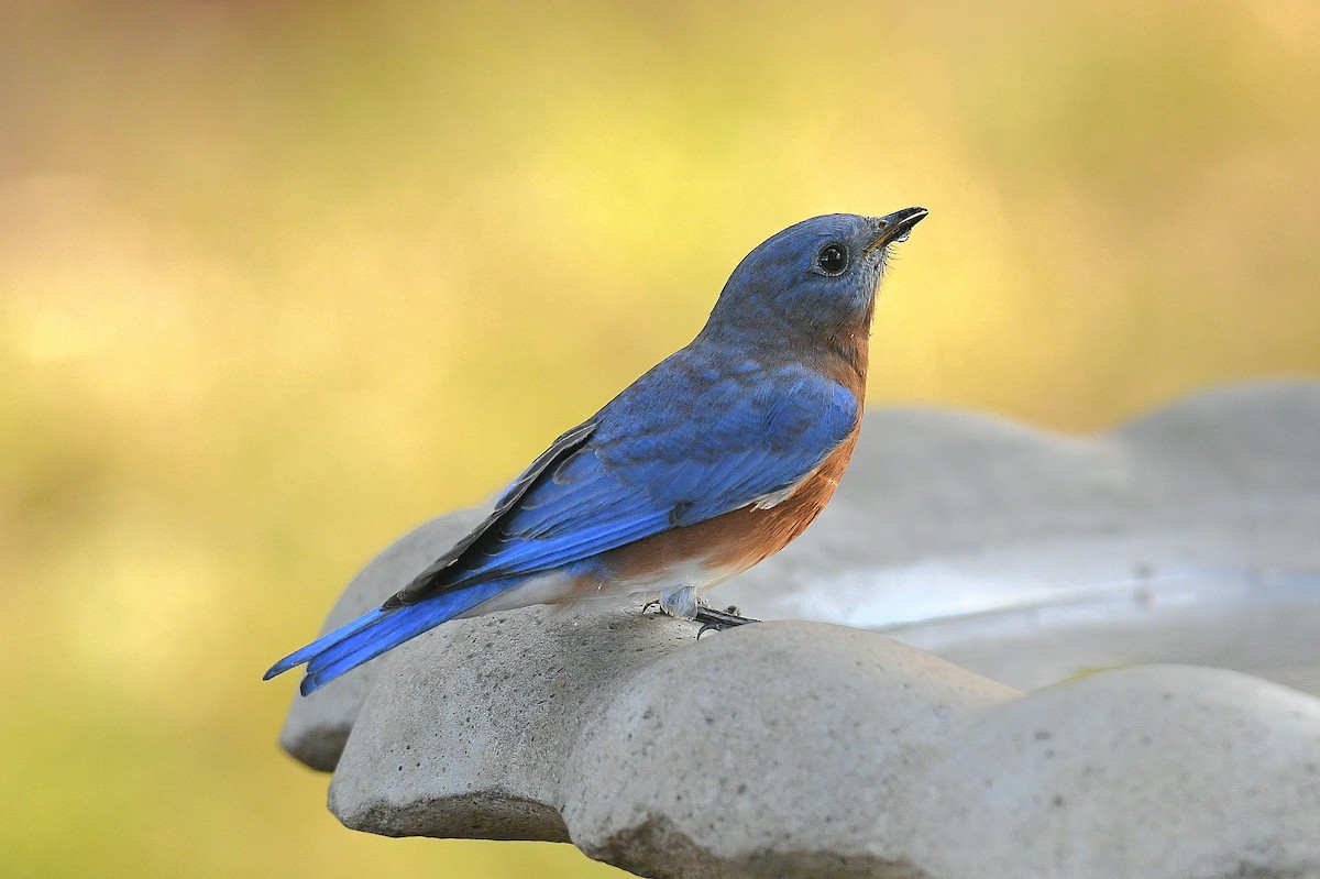 Azulejo Oriental - ML644252253