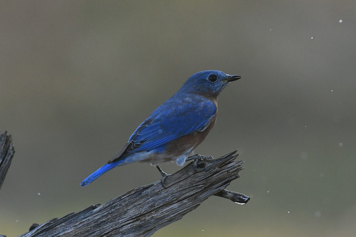 Azulejo Oriental - ML644252254