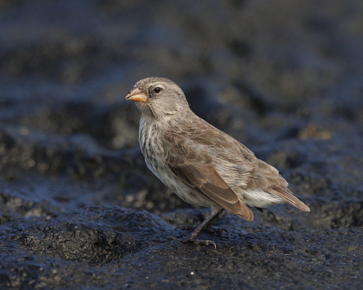 Sharp-beaked Ground-Finch - ML644252269