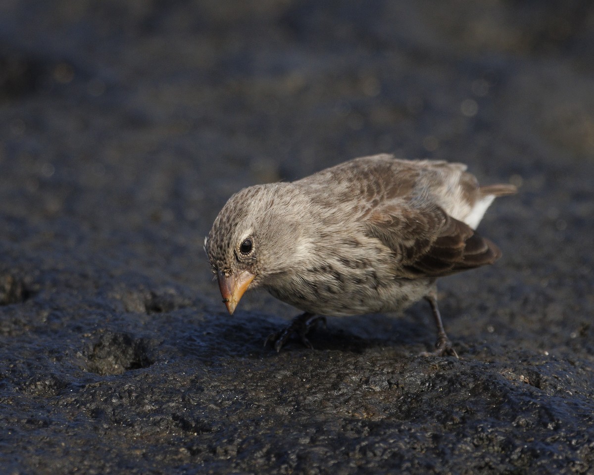 Sharp-beaked Ground-Finch - ML644252270