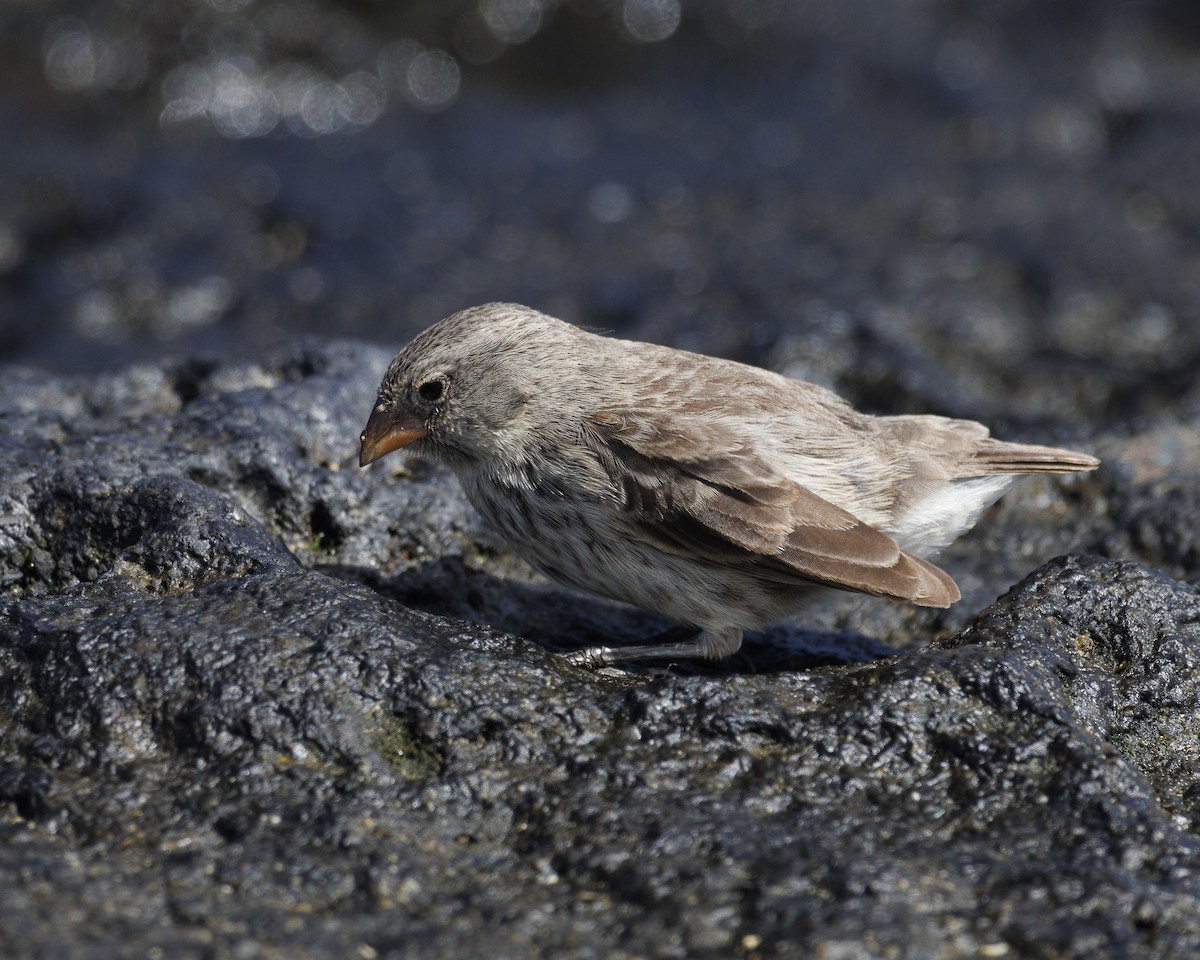 Sharp-beaked Ground-Finch - ML644252271