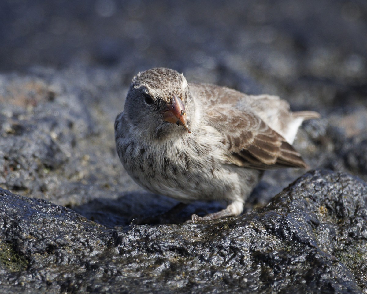 Sharp-beaked Ground-Finch - ML644252272