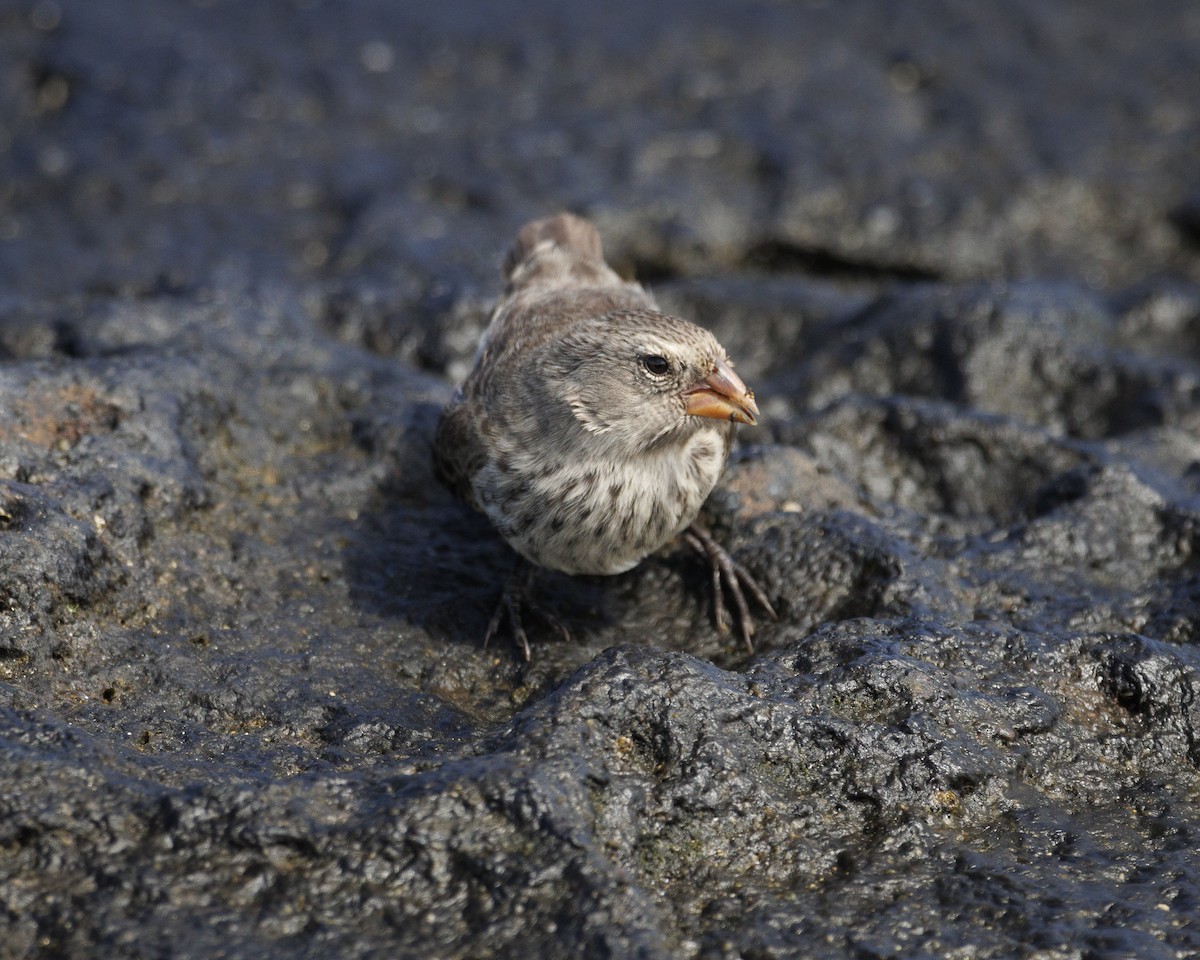 Sharp-beaked Ground-Finch - ML644252273