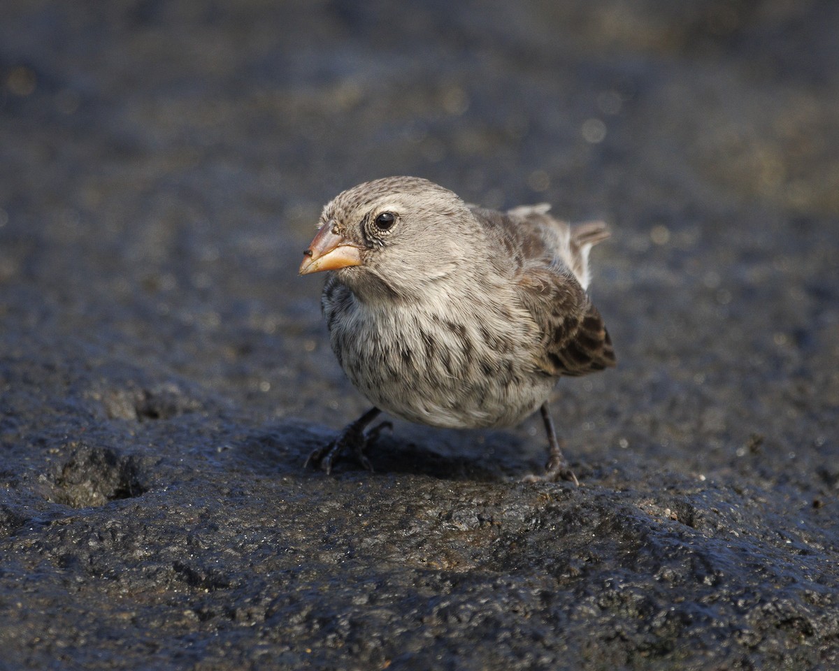 Sharp-beaked Ground-Finch - ML644252274