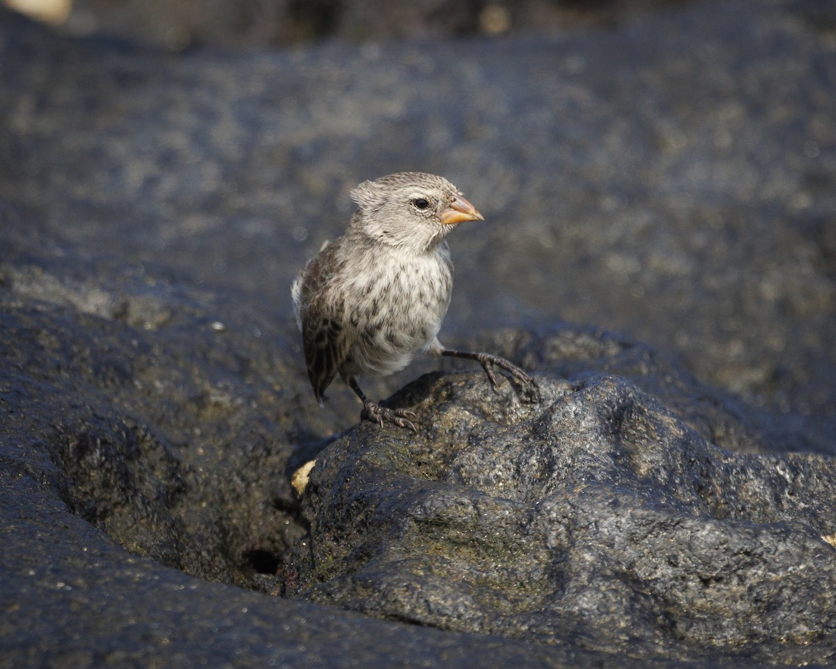 Sharp-beaked Ground-Finch - ML644252275
