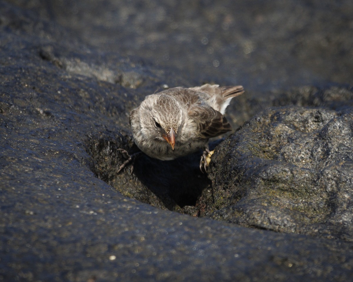 Sharp-beaked Ground-Finch - ML644252276