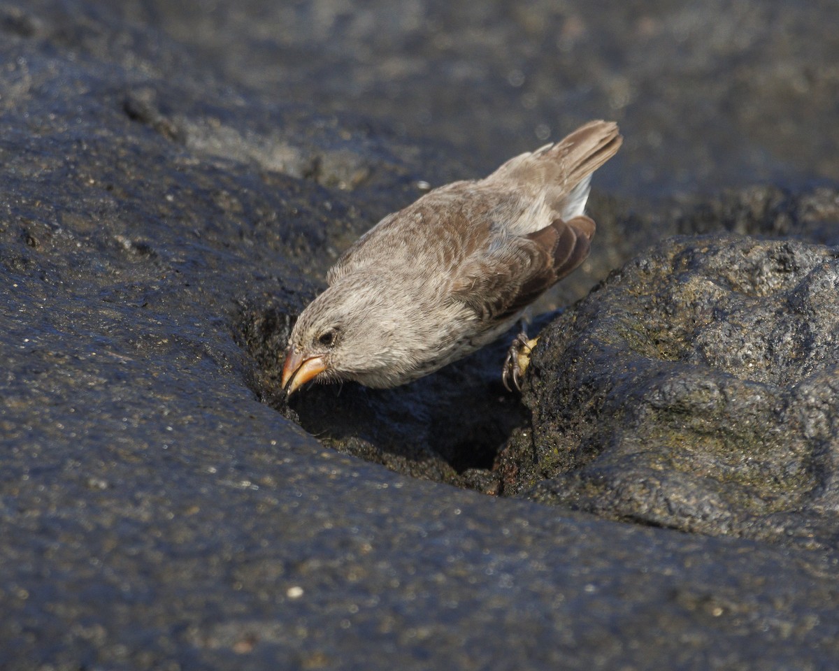 Sharp-beaked Ground-Finch - ML644252277