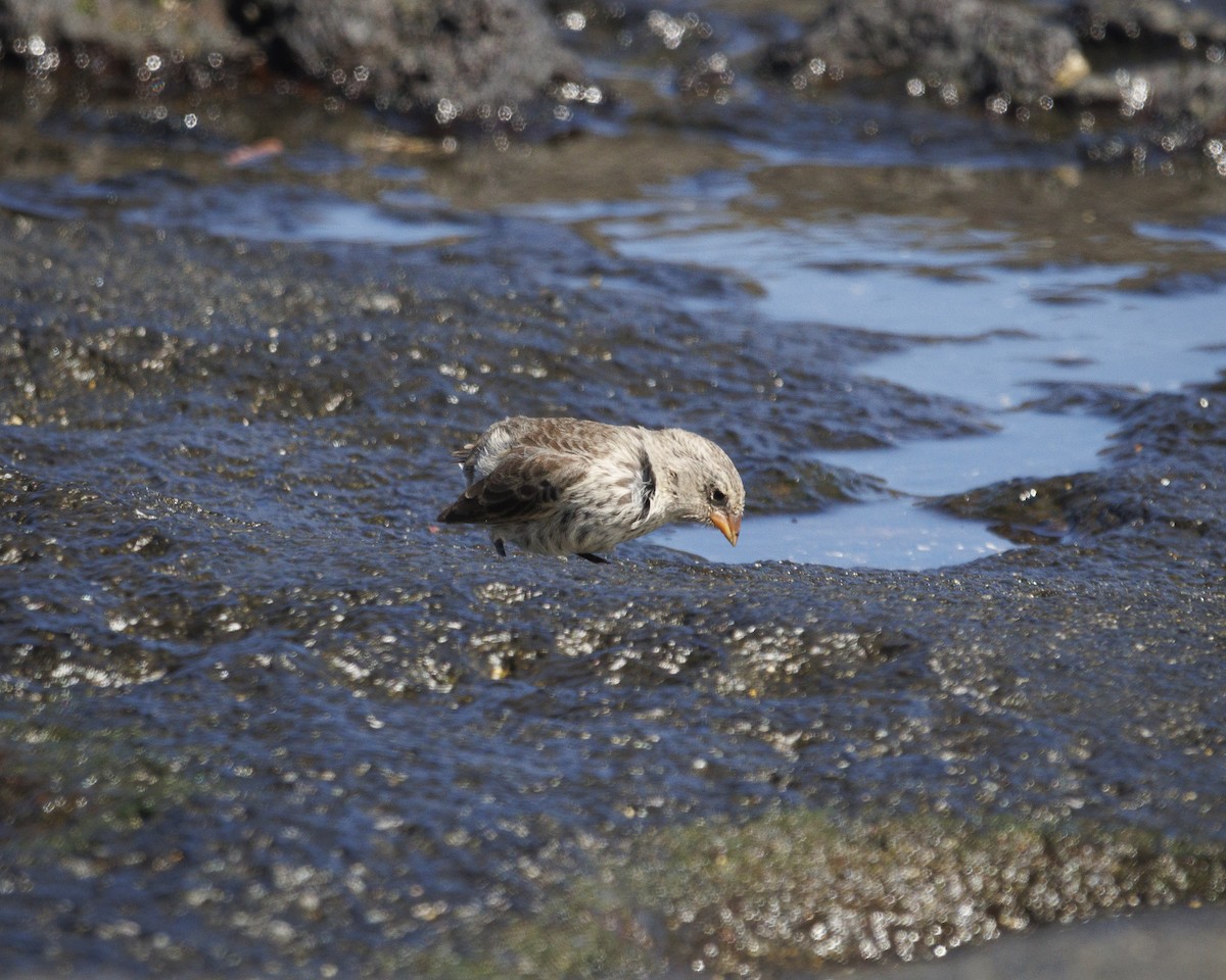 Sharp-beaked Ground-Finch - ML644252278