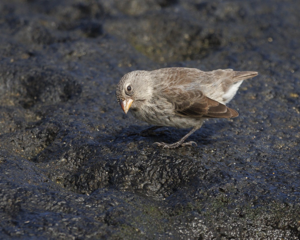 Sharp-beaked Ground-Finch - ML644252279