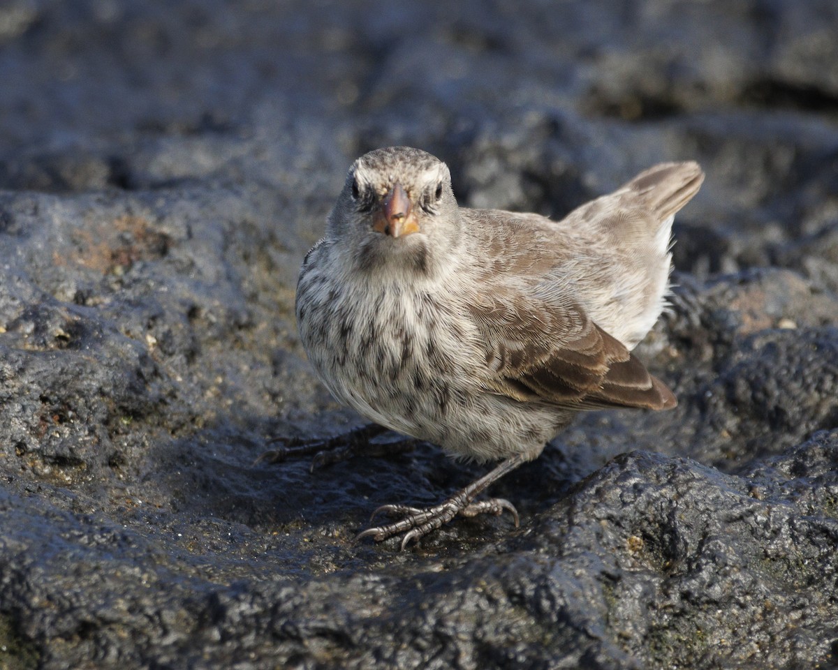 Sharp-beaked Ground-Finch - ML644252280