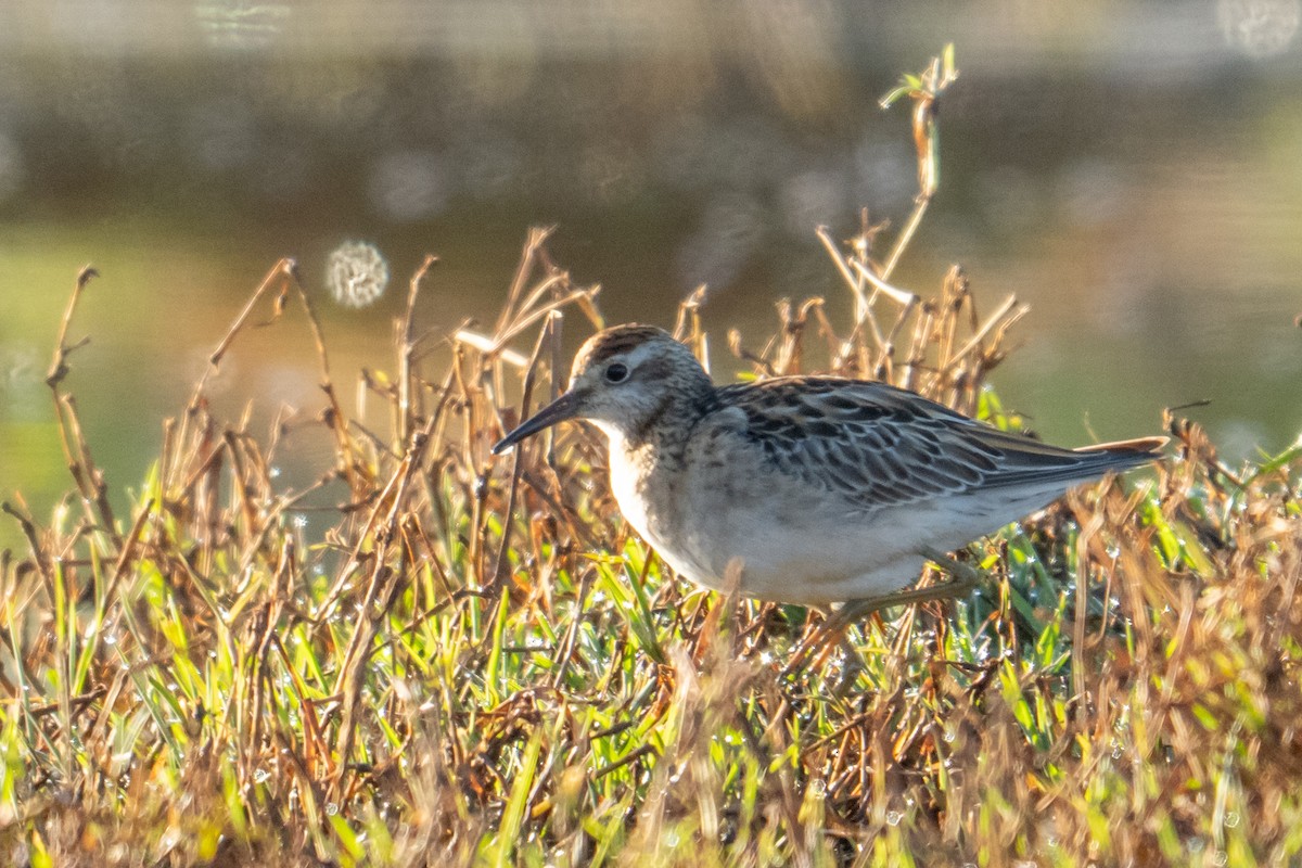 Сүүл элсэг - ML644252292