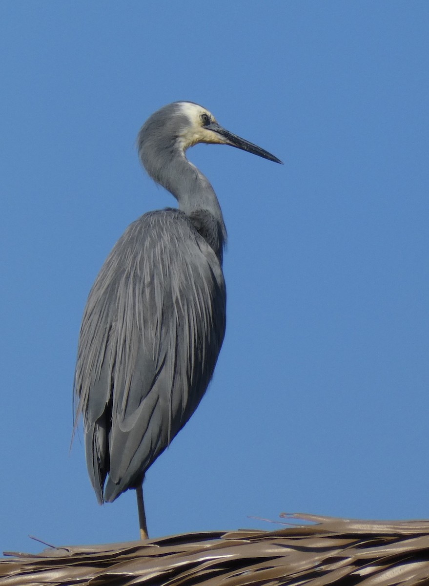 White-faced Heron - ML644252293