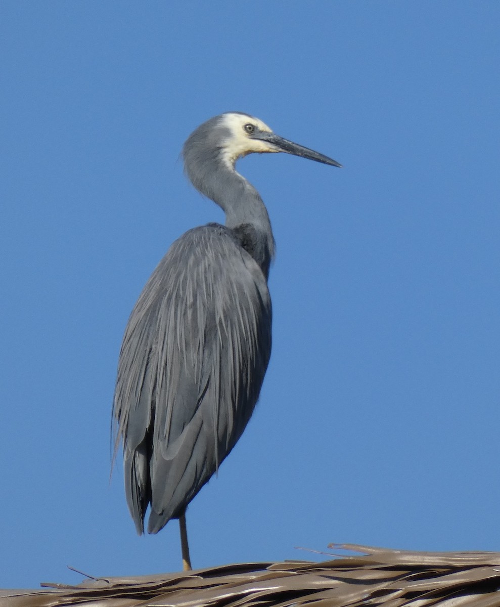 White-faced Heron - ML644252294