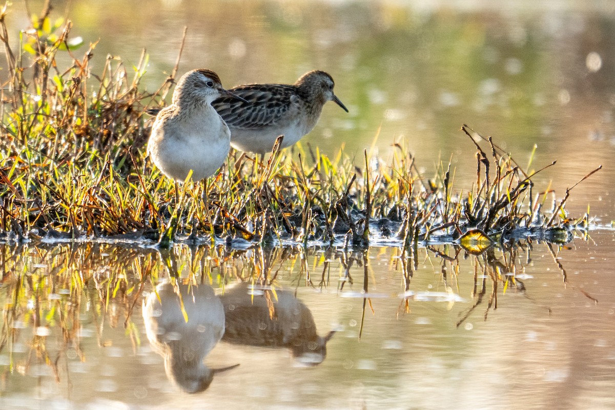 Сүүл элсэг - ML644252295