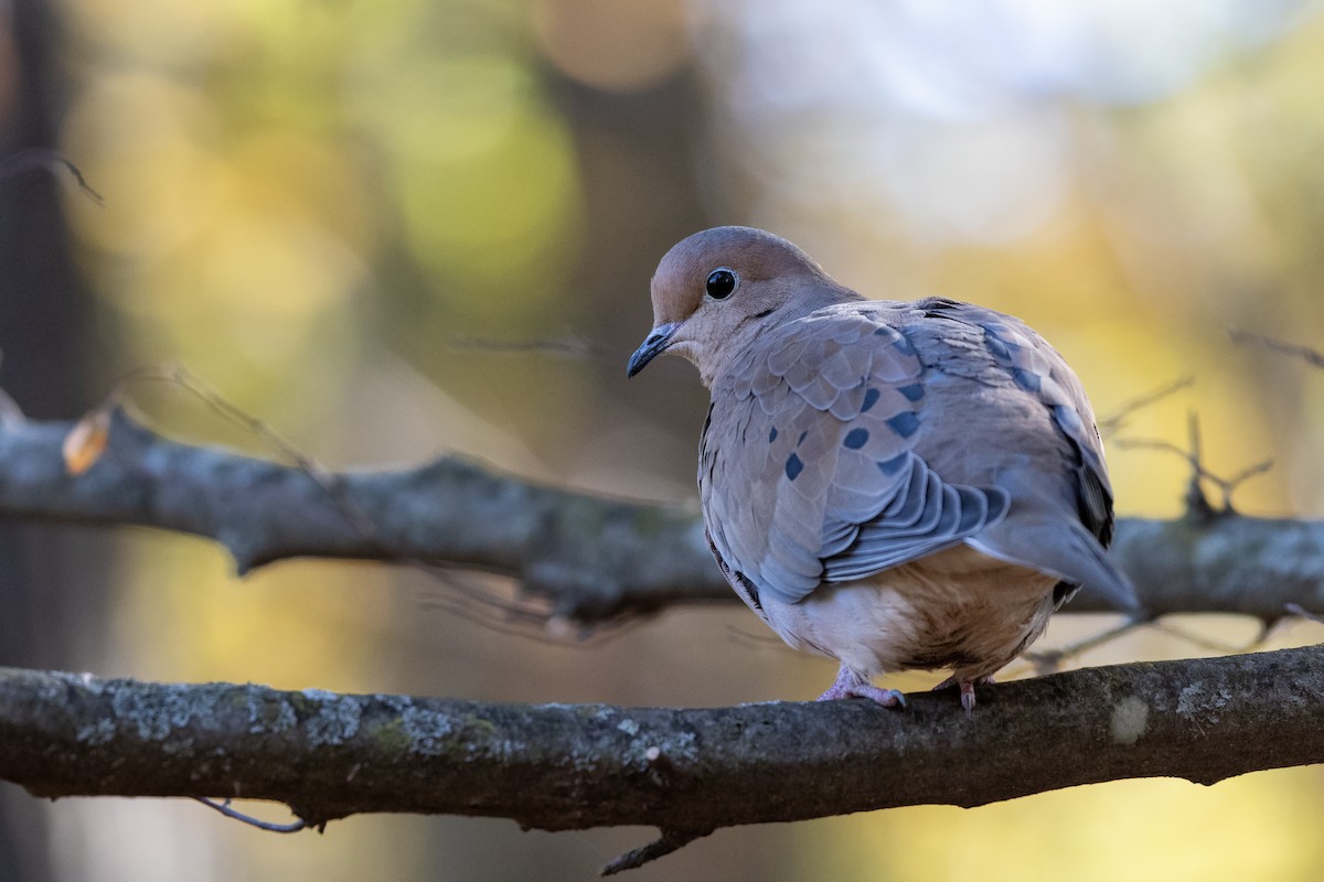 Mourning Dove - ML644252296