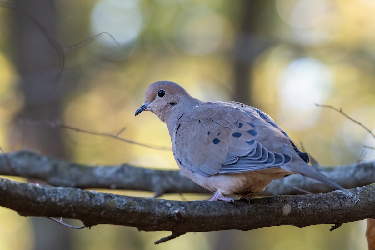 Mourning Dove - ML644252297