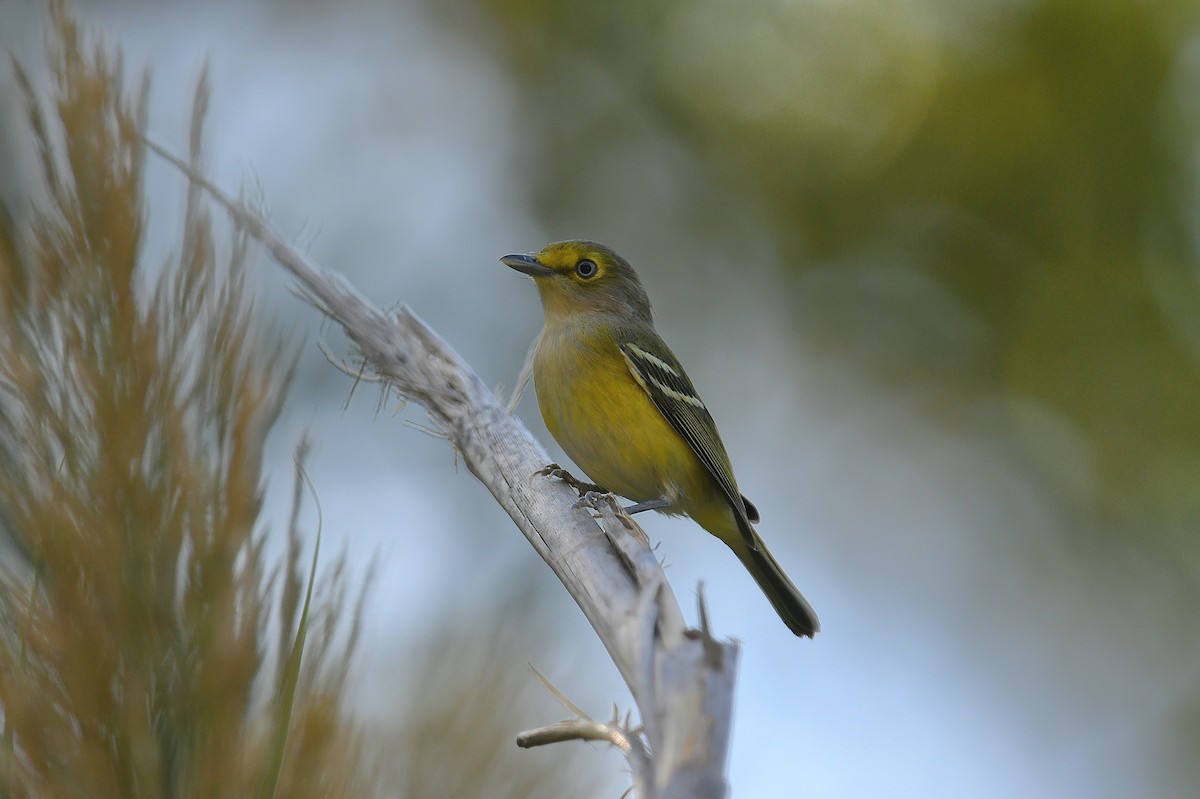 White-eyed Vireo - ML644252298