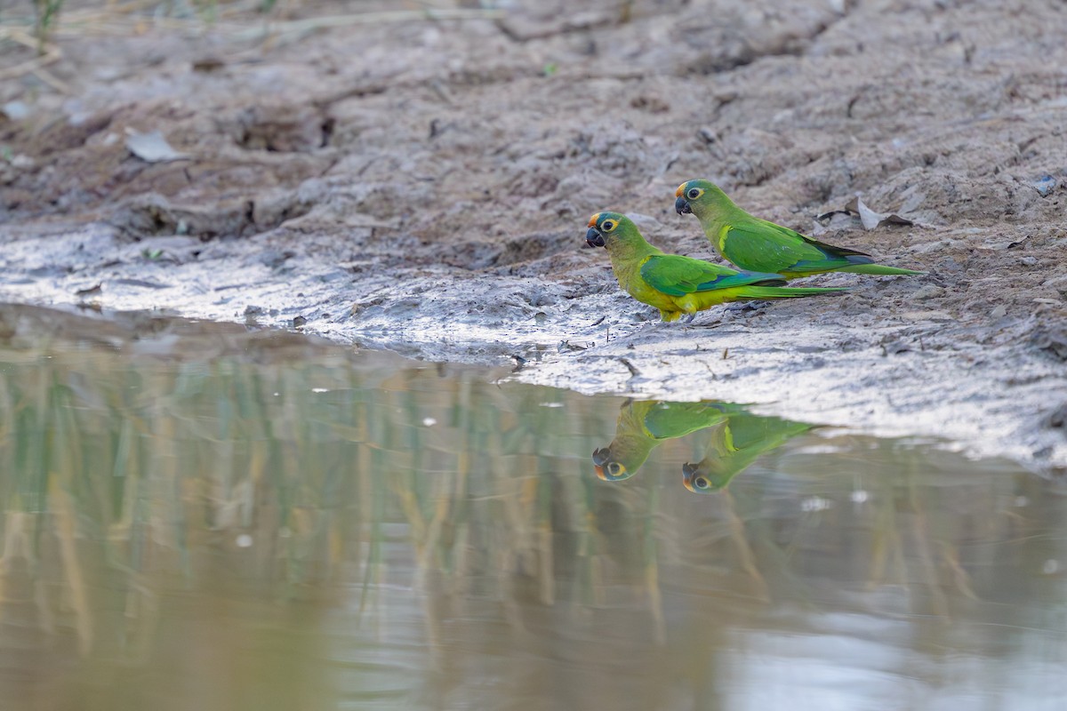 Peach-fronted Parakeet - ML644252310