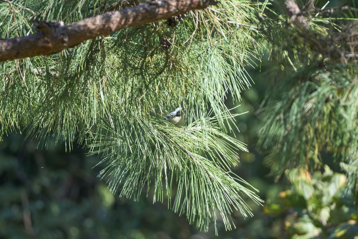 ヒガラ（ater グループ） - ML644252318