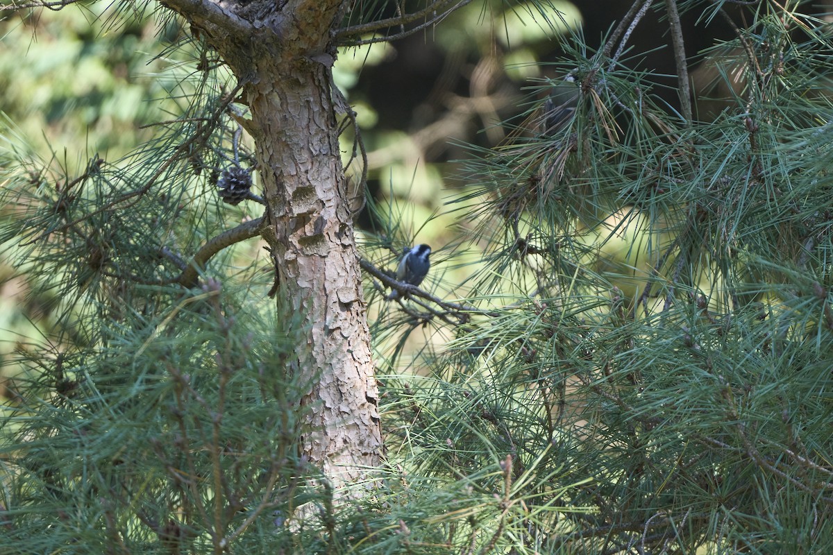 ヒガラ（ater グループ） - ML644252319