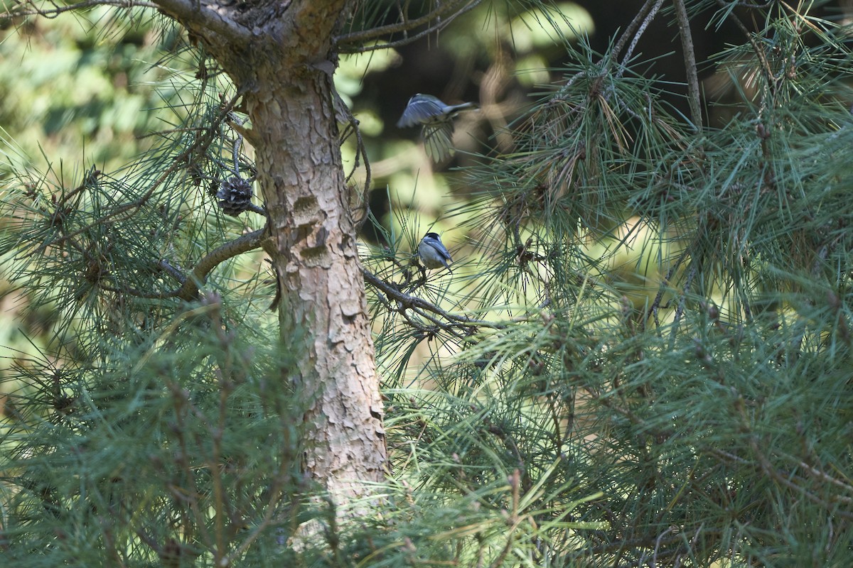 ヒガラ（ater グループ） - ML644252320