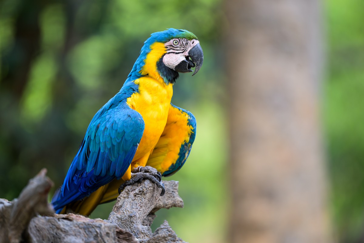 ルリコンゴウインコ - ML644252321