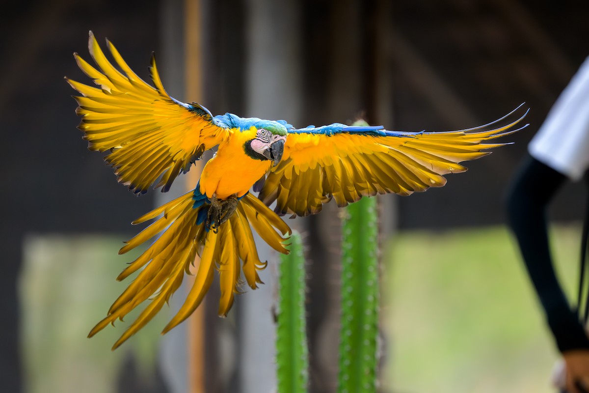 ルリコンゴウインコ - ML644252322