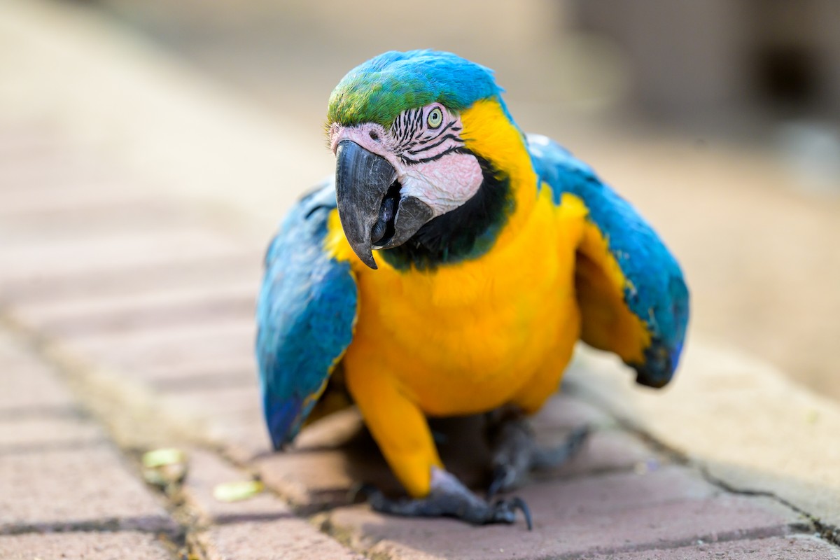 ルリコンゴウインコ - ML644252323