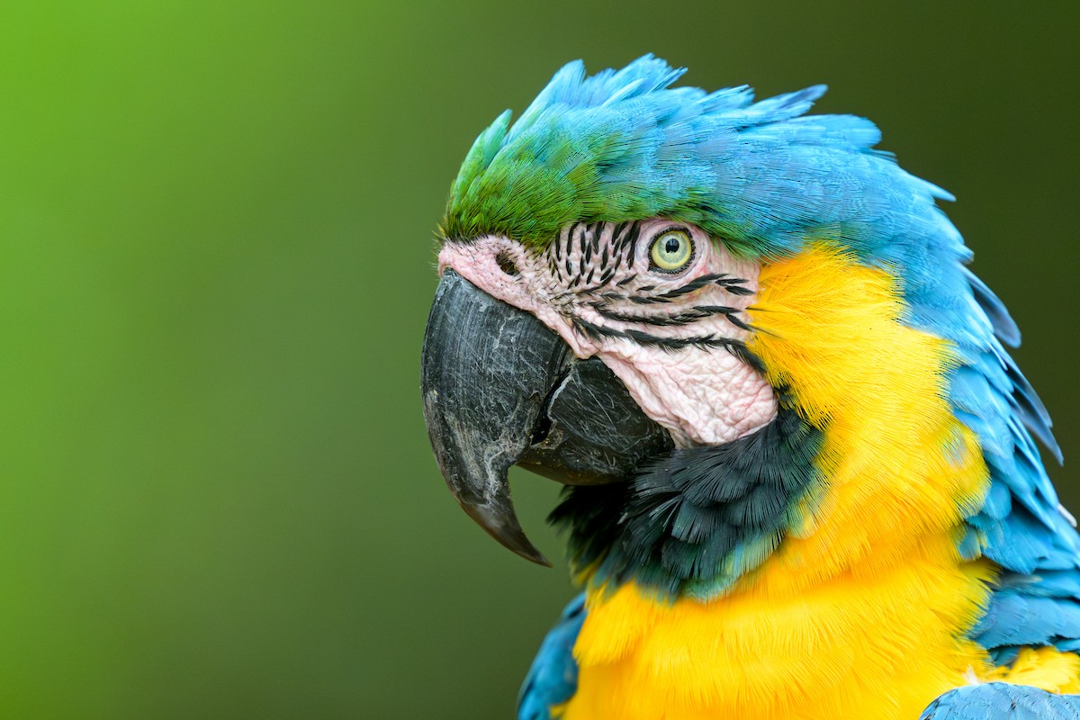 ルリコンゴウインコ - ML644252324