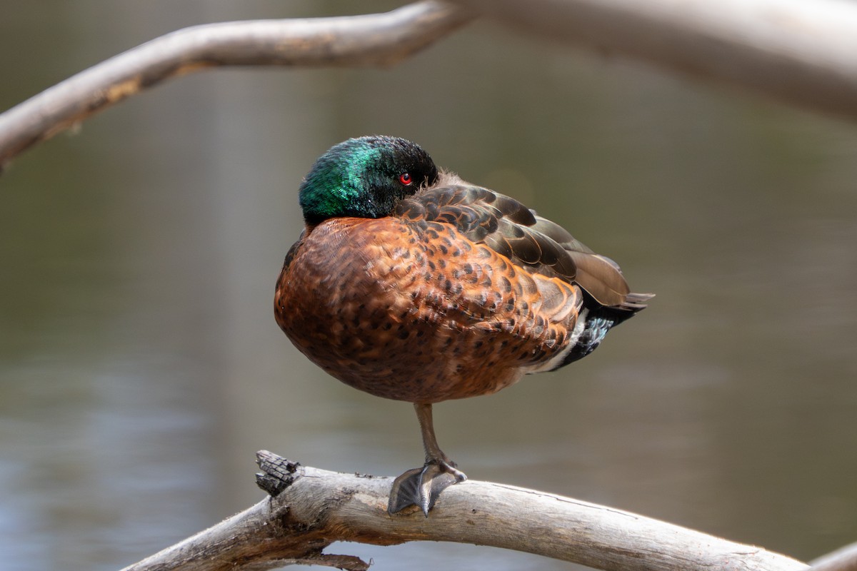 Chestnut Teal - ML644252329
