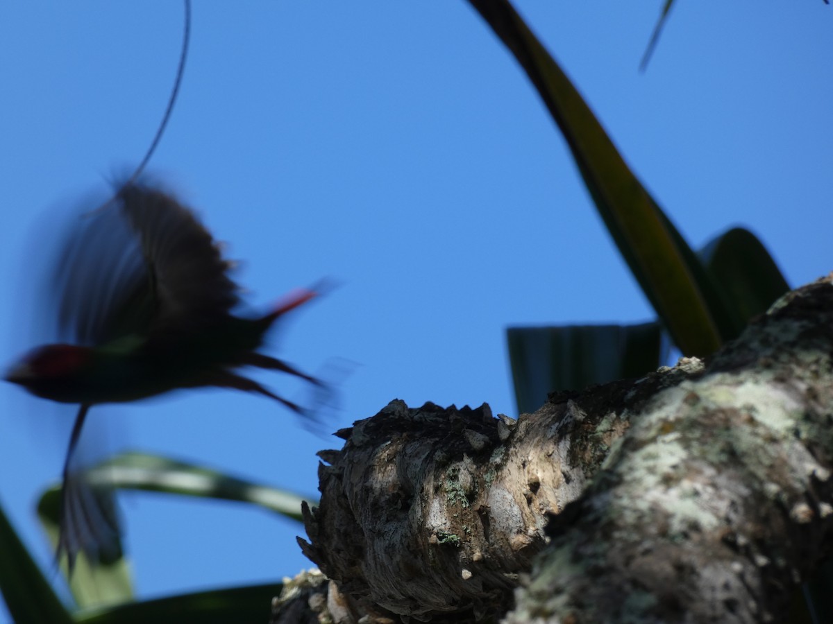 Fiji Parrotfinch - ML644252333
