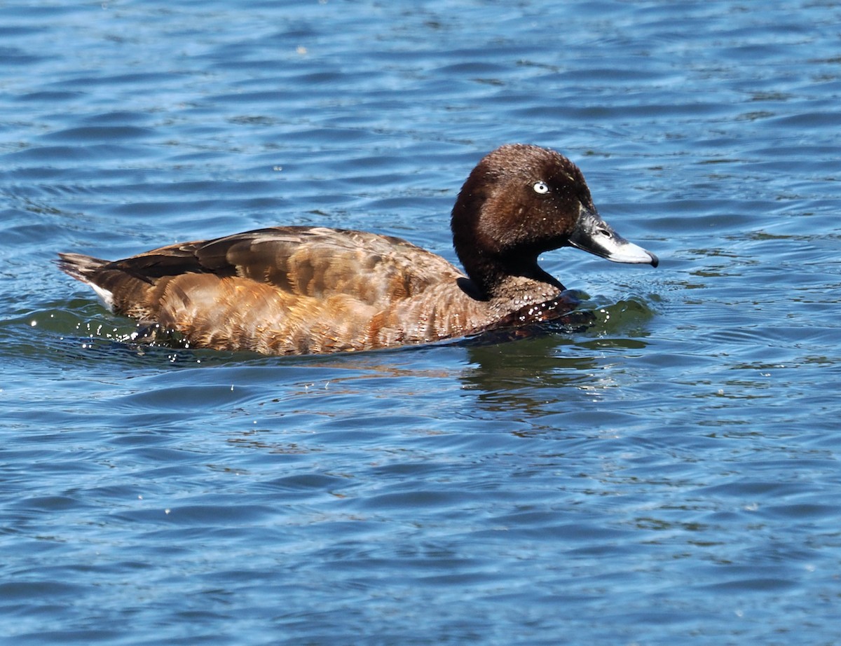 Hardhead - ML644252334