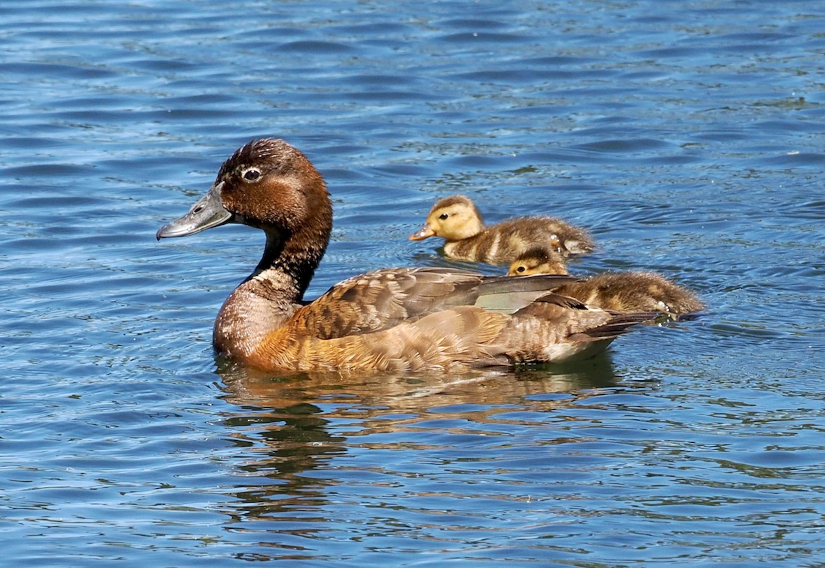 Hardhead - ML644252335